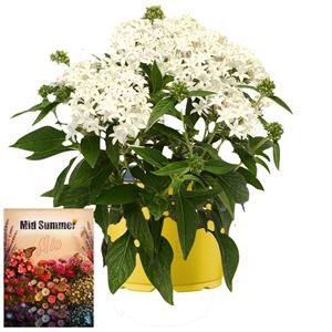Afbeelding van Ms P12 Pentas White